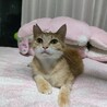 人にも猫にもフレンドリーな男の子♪アポロくん サムネイル2