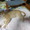 人にも猫にもフレンドリーな男の子♪アポロくん サムネイル3