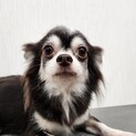 大人しいチャチャ7歳、チワワの女の子