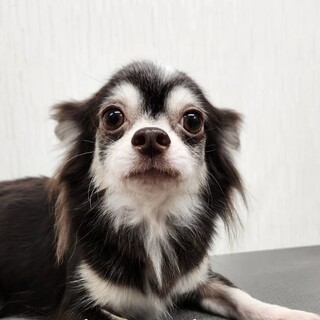 大人しいチャチャ7歳、チワワの女の子