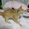 人にも猫にもフレンドリーな男の子♪アポロくん サムネイル5