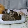 人にも猫にもフレンドリーな男の子♪アポロくん サムネイル7