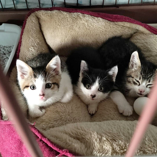 NPO法人東京キャッツアイのカバー写真