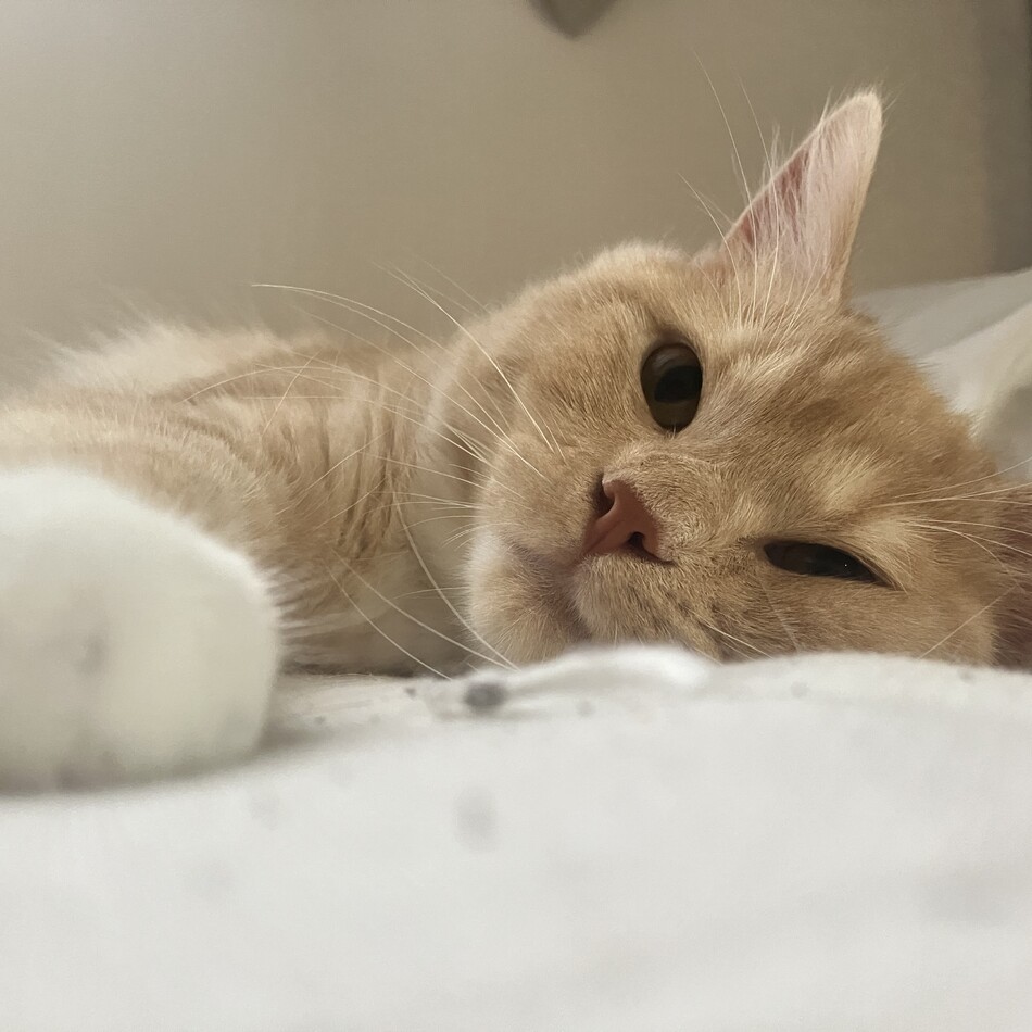 レオのカバー写真