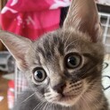 甘えたさんで膝の上が大好きなロンちゃん！