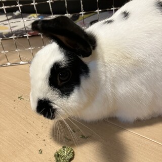 里親さん募集中