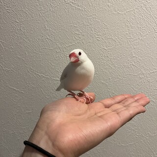 文鳥さんの新しい家族を探しています。