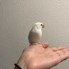 文鳥さんの新しい家族を探しています。 サムネイル2
