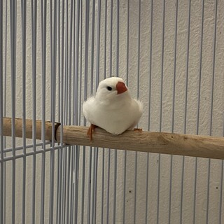 キンカチョウさんの新しい家族を探しています。