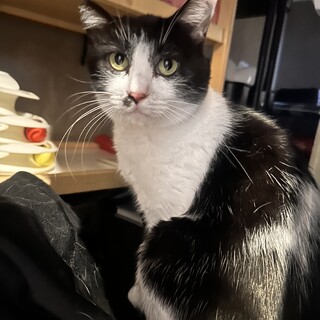 美人猫！里親さん探してます