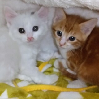 甘えん坊でおてんばの兄妹猫です