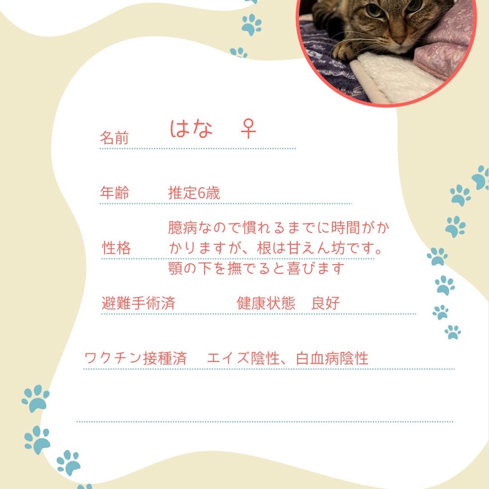 はなのカバー写真