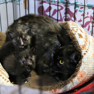 多頭エサやり崩壊現場から保護したサビ猫の母猫と子猫