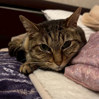 抱っこ大好き♡はなちゃん