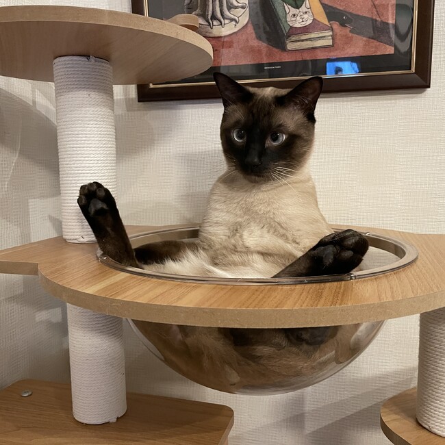 にゃんころんろんのカバー写真