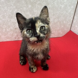 サビ猫は幸運を呼ぶ招き猫！慣れ慣れ2ヶ月❤雨