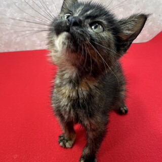 サビ猫は幸運を呼ぶ招き猫！スリゴロ2ヶ月❤雫