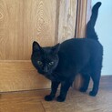 黒猫のくーちゃん