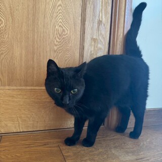黒猫のくーちゃん