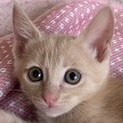 食欲旺盛で元気いっぱいのミルちゃん！