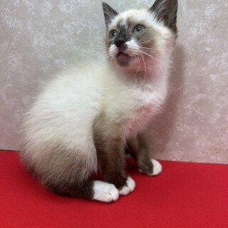 ポイント！ブルーアイ2カ月！甘えすぎ❤タルト