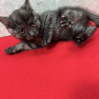 ブラックスモーク2か月！性格、器量全て良し❤カヌレ