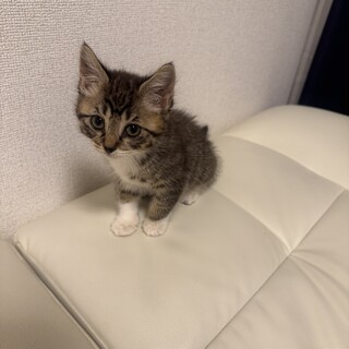 【生後1〜2ヶ月保護子猫ちゃん】
