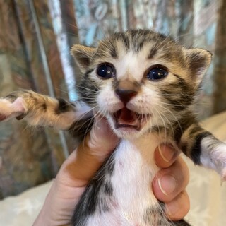 遺棄された5兄妹トーマス君