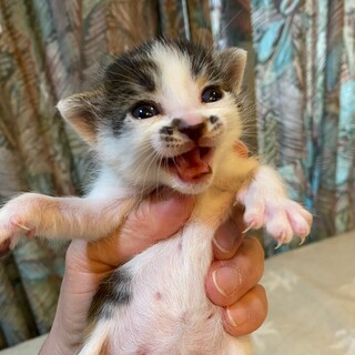 遺棄された５兄妹パーシー