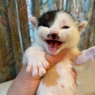 遺棄された５兄妹ジェームス