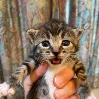 遺棄された５兄妹カーリー