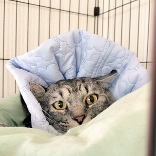 エリマキにゃんこノヴァ君