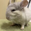 チンチラホワイト メス 4ヶ月