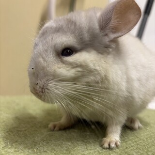 チンチラホワイト メス 4ヶ月