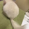 チンチラホワイト メス 4ヶ月 サムネイル2