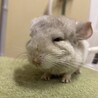 チンチラホワイト メス 4ヶ月 サムネイル3