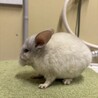 チンチラホワイト メス 4ヶ月 サムネイル4
