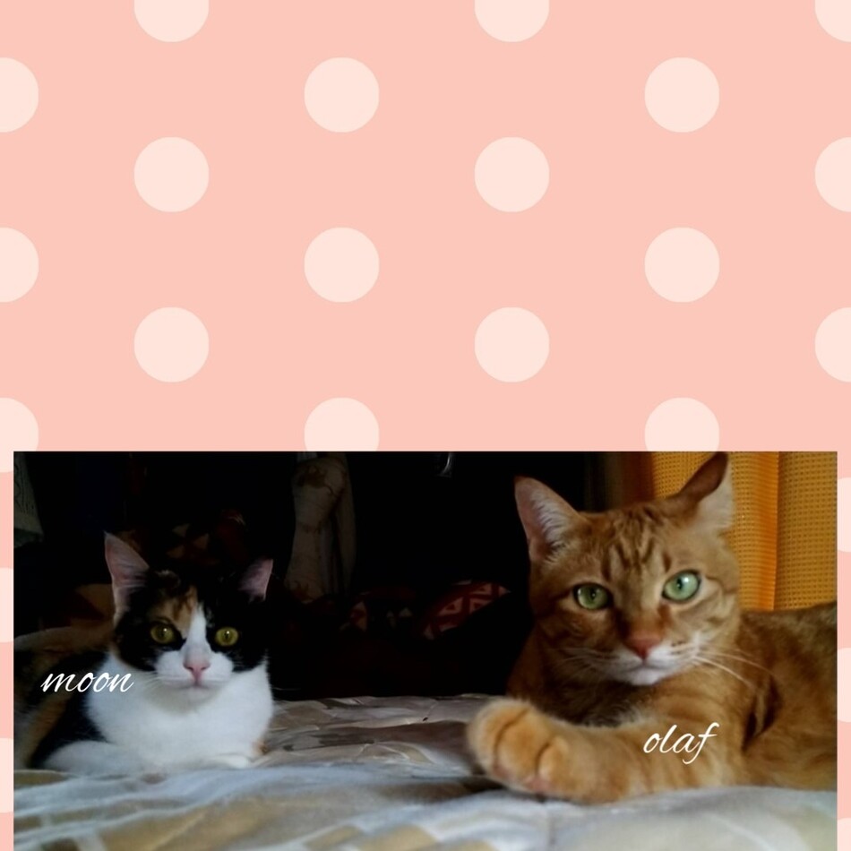ムーンのカバー写真