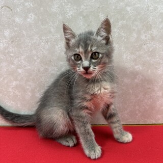 4兄妹揃って参加できた事に感謝グレー❤ちょこぽん