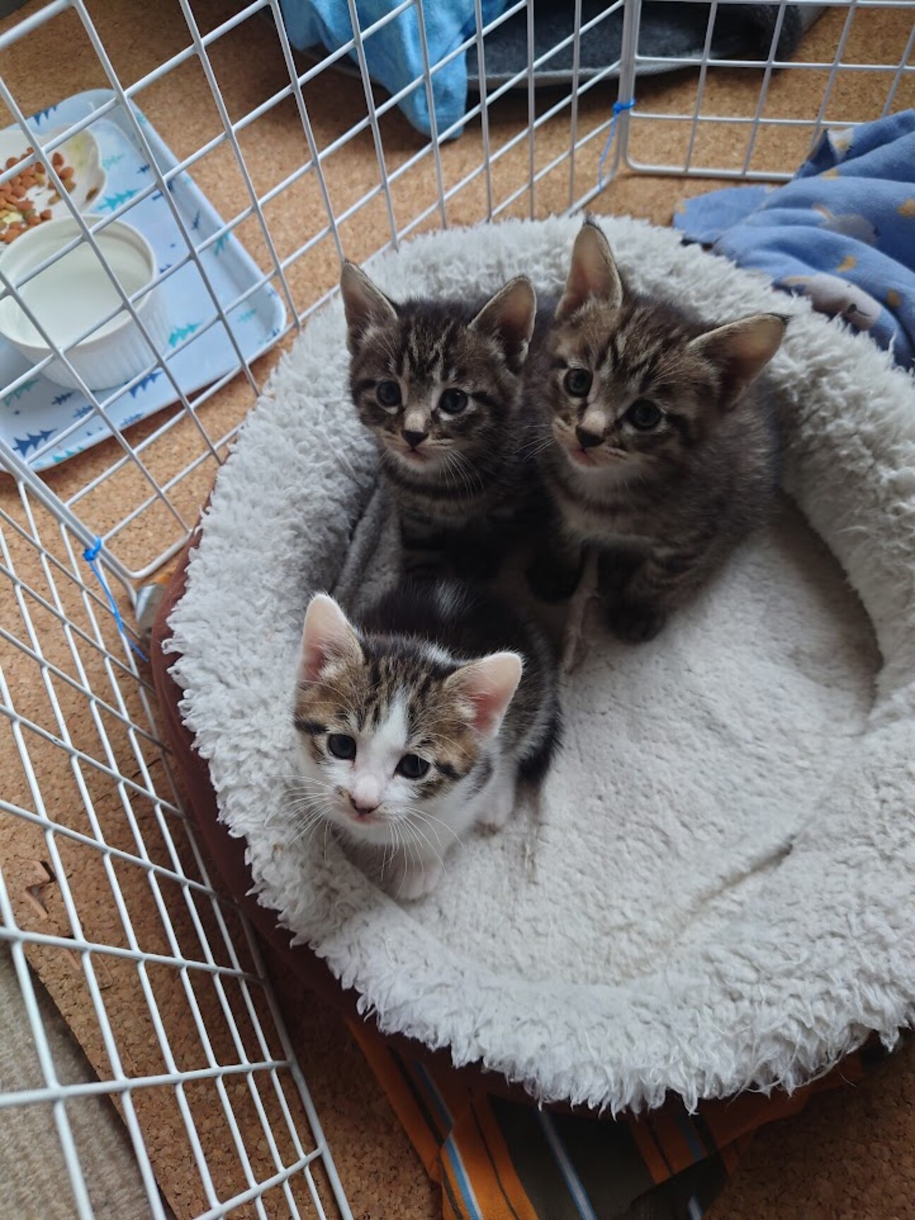 里親募集 4月28日産ま」茨城県 - 猫の里親募集(514939