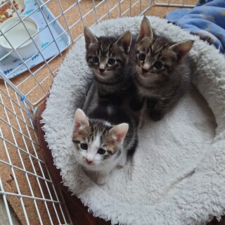里親募集 4月28日産まれ 3匹の子猫と母猫