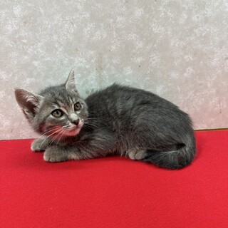 4兄妹揃って参加できた事に感謝❗️グレー❤ぽこぽん