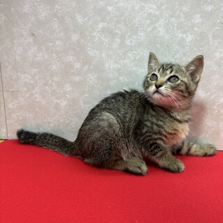 4兄妹揃って参加できた事に感謝❤タンタン