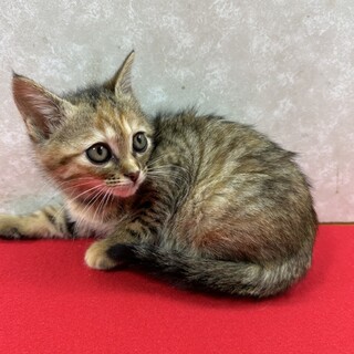 4兄妹揃って参加できた事に感謝❤ポエム