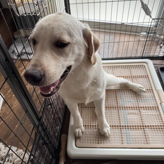 ラブラドールレトリーバー