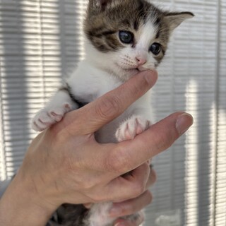 ママとはぐれた子猫