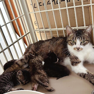 幸･福‪ෆ‪里親様決定！