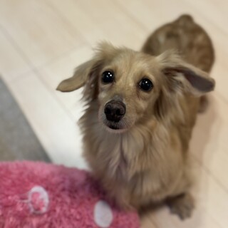 懐っこくて尻尾ふりふりの女の子シナモンちゃん