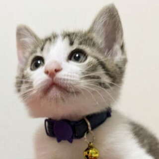 募集停止甘えん坊でかまってほしい子★キジ