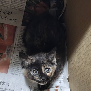 サビ猫　約２ヶ月